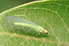 common_green lacewing_chrysoperla_plorabunda.jpg